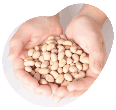 手と大豆の写真
